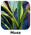 Musa